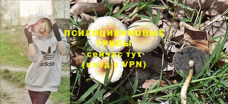 как найти закладки  Сосновка  Псилоцибиновые грибы Cubensis 